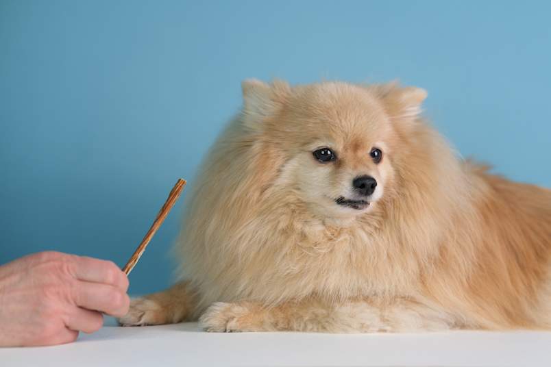 A fluffy cream Pomeranian lies on a white surface and turns its head away from a chew stick held out by hand, ears back and clearly uninterested.