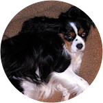 Penny-Cavalier-King-Charles-Spaniel