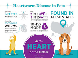 Heartworm Infographic