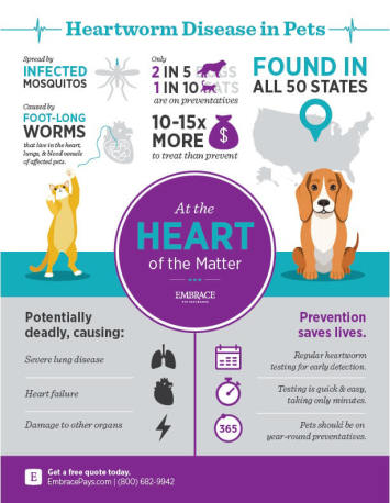 Heartworm Infographic