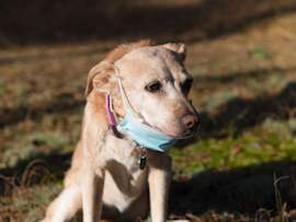A golden-colored dog wearing a light blue surgical face mask and pink collar sits outdoors in natural lighting, illustrating concerns about disease transmission.