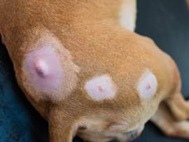 A close-up of a tan dog's hindquarters showing several raised bumps surrounded by patches of hair loss and pink, irritated skin.