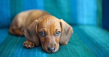 sad dachshund on blue couch
