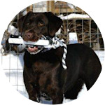 Gatsby - Labrador Retriever