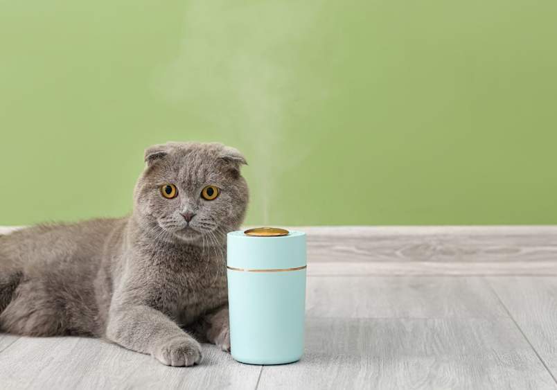 A grey Scottish Fold cat sitting calmly next to a running essential oil diffuser, representing the discussion around cat safe essential oils for diffuser use and whether essential oils are safe for cats, including questions like is lavender oil safe for cats or is lemon essential oil safe for cats.