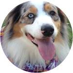 Cooper - Australian Shepherd