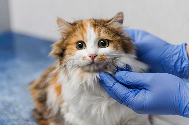 Cat at Vet for Feline Hyperthyroidism