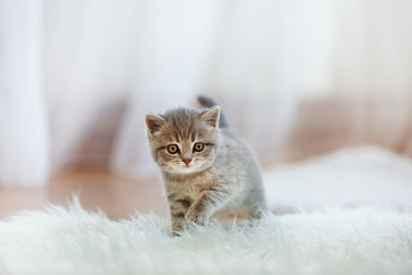 Kitten walking around with its eyes open