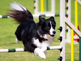 Border collie soaring over an agility jump with its black and white coat flowing, showing why these dogs are the athletes of the canine world - they're incredibly high energy dog breeds that need daily challenges to keep them happy, otherwise they'll find their own entertainment, usually at your expense!