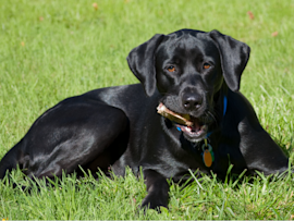A black dog is seen sitting on grass holding its precious toy in its mouth, one could only wonder what could be its unique name. Is this a black female dog or a black male dog? And if it is a female dog, then what could be its unique name befitting for a beautifully magestic-looking black female dog.