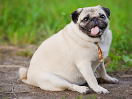A cheerful pug sits on grass, showing a body shape worth noting if you're wondering how to tell if your dog is overweight - healthy dogs should have a visible waist and ribs you can feel without pressing hard.