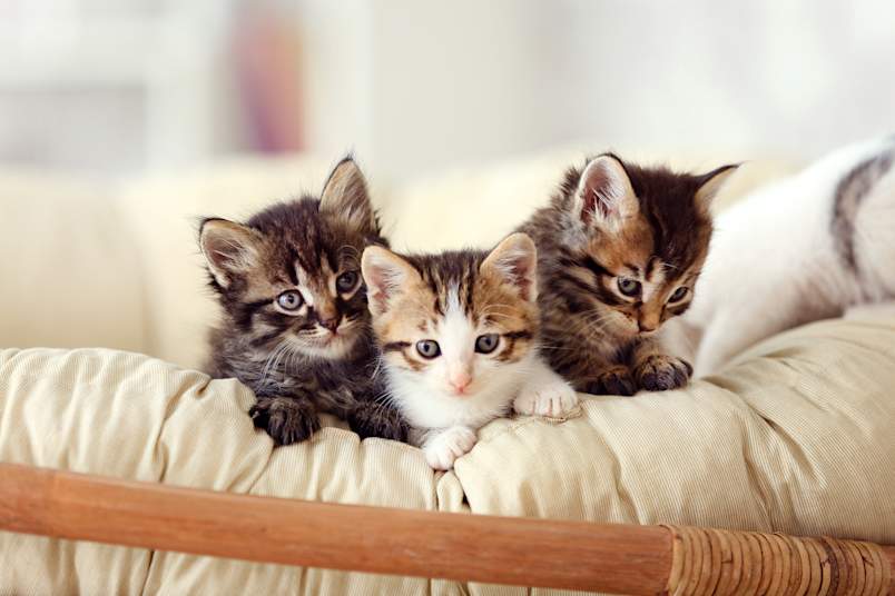 Three adorable tabby kittens cuddle together on a cozy cushion, each with their own unique markings and personality — and each deserving one of the best popular cat names out there.