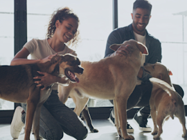 A couple happily interacts with multiple dogs in a bright, sunlit space, showcasing the rewarding bond that makes understanding how much does a dog cost worthwhile for prospective pet parents.
