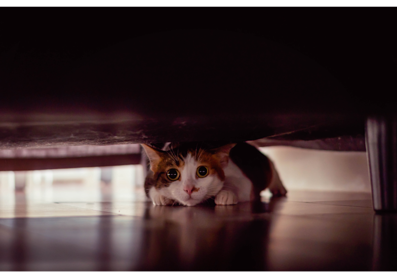 This alert cat hiding under the bed perfectly illustrates when cats are most active, demonstrating their natural hunting instincts even indoors. While many wonder "are cats nocturnal or diurnal," this playful behavior shows why cats are crepuscular animals who often display bursts of energy during twilight hours.