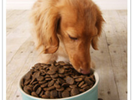 Managing your pet's food intake from an early age will help avoid obesity later in life.