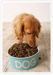 Managing your pet's food intake from an early age will help avoid obesity later in life.