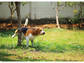 This beagle near the tree illustrates the perfect opportunity for how to collect urine sample from dog during their natural bathroom routine. Understanding how do you get a urine sample from a dog becomes easier when you're prepared with collection tools during these predictable moments.
