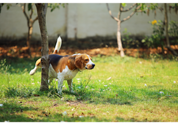 This beagle near the tree illustrates the perfect opportunity for how to collect urine sample from dog during their natural bathroom routine. Understanding how do you get a urine sample from a dog becomes easier when you're prepared with collection tools during these predictable moments.