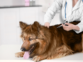 A veterinarian examines a brown German Shepherd on a medical table, highlighting when pet owners should consider the Bordetella vaccine cost, for their dogs.