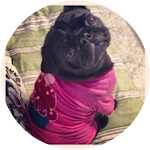 Lung Lobe Torsion in Pug