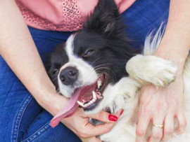 loose teeth in dogs and cats