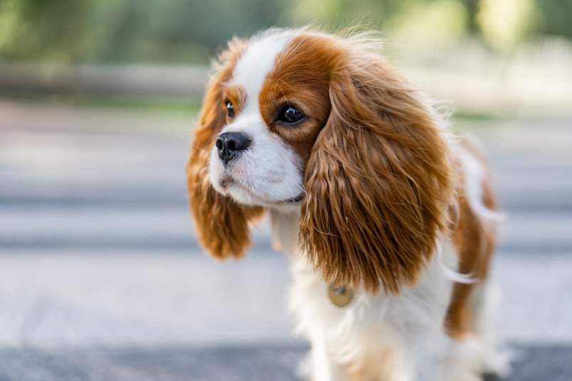 Cavalier King Charles Spaniel