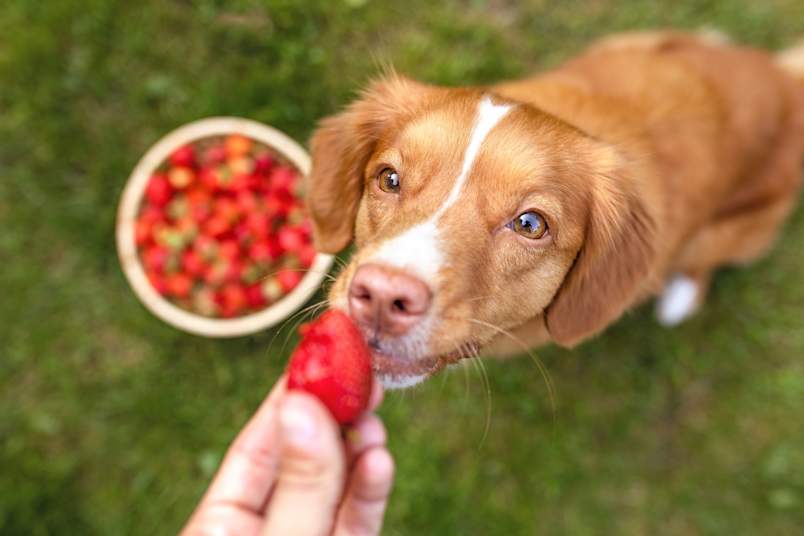 Out on the grass, a Nova Scotia Duck Tolling Retriever stretches up to take a strawberry straight from someone's fingers, a basket of fresh-picked berries waiting just behind.