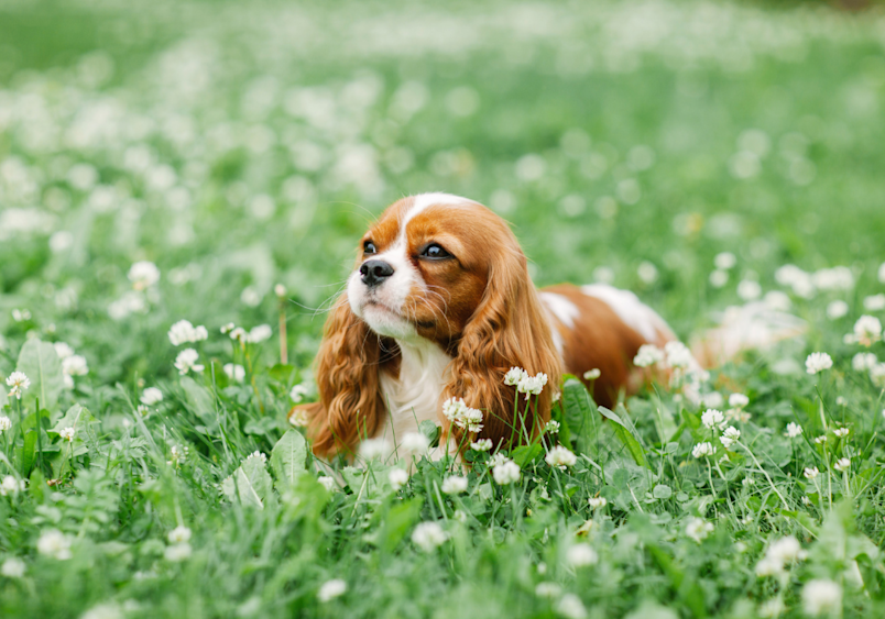 A beautiful Cavalier King Charles Spaniel with rich chestnut and white fur lies contentedly among a field of small white flowers, showcasing the breed's gentle expression and characteristic droopy ears that make the Cavalier King Charles Spaniel one of the most beloved spaniel breeds known for its sweet temperament.