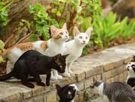 A group of cats in various colors and patterns — orange and white, solid black, pure white, tuxedo, calico, and gray tabby — gather together outdoors on a stone ledge, representing the incredible diversity of felines and the fun challenge of picking from so many popular cat names.