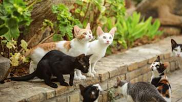 A group of cats in various colors and patterns — orange and white, solid black, pure white, tuxedo, calico, and gray tabby — gather together outdoors on a stone ledge, representing the incredible diversity of felines and the fun challenge of picking from so many popular cat names.