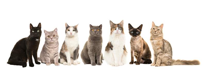 Seven cats of different breeds, colors, and coat patterns sit side by side against a white background — from a sleek black cat and a gray tabby to a Siamese, calico, and more — perfectly illustrating the diversity that exists among our feline companions. When it comes to the question of how long do cats live, breed plays a significant role.