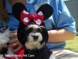Are pets welcome at Disney World?