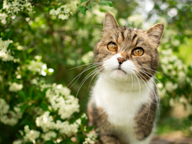 This cat in the image looks like it's taking in the colors of nature. On that note, do cats have color vision?