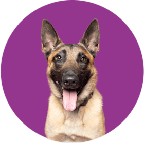 Belgian Malinois dog with its tongue out