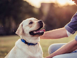 An older dog with owner in a field contemplating how long dogs live