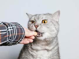 A silver tabby cat with striking amber eyes opens its mouth to accept a small tablet directly from its owner's hand — demonstrating one of the most straightforward methods for how to give a cat a pill.