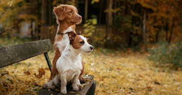 two dogs on a bench in the fall
