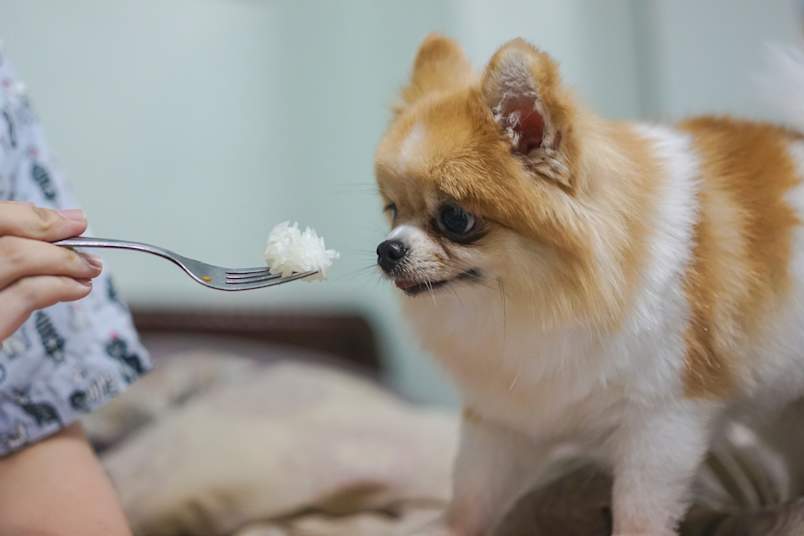 A small orange-and-white Pomeranian leans in to sniff a forkful of plain white rice, a fitting image for the question, can dogs eat rice?