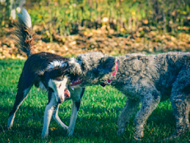 Two dogs engage in a tense confrontation on green grass, with one appearing to bite the other near its neck or shoulder – this concerning interaction could potentially lead to puncture wounds, infection, swelling, or behavioral changes that would require prompt treatment to prevent complications from the dog bite.