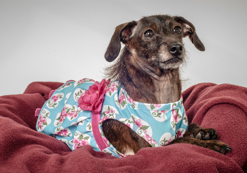 An adorable doxiepoo lounges on a plush burgundy blanket, dressed in a charming blue floral outfit complete with a pink flower accent that highlights this dachshund poodle mix's sweet personality.