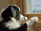 a puppy looking out the window