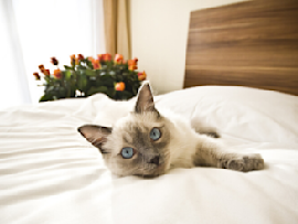 Siamese Cat Laying On Bed