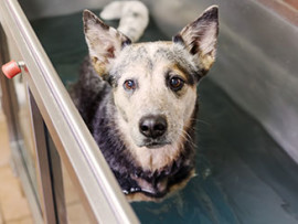 A dog standing in an underwater treadmill used for hydrotherapy.