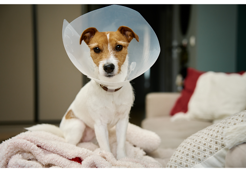 This recovering Jack Russell terrier wearing a protective cone represents the type of post-surgical or injury situations where laser therapy for dogs can potentially be beneficial as a healing aid.