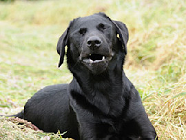 black labrador sneezing