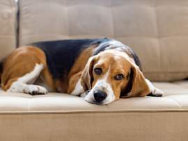 A small black and tan dog sits on a white pad with visible bloody stool, indicating a potential health issue such as bloody diarrhea in dogs. This image highlights the importance of understanding why your dog is pooping blood and seeking prompt veterinary care.