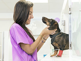 vet-tech-caring-for-dog-after-neuter