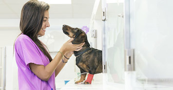 vet-tech-caring-for-dog-after-neuter