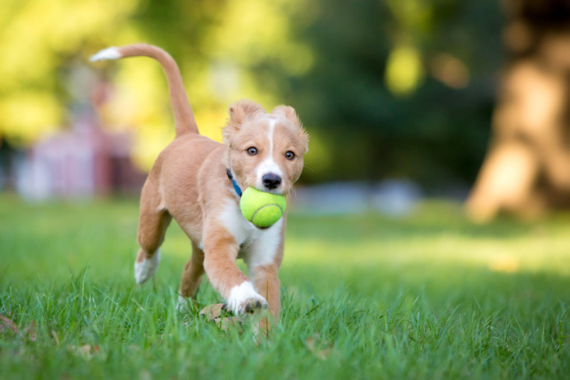 An adorable puppy who just got his name running with a tennis ball.