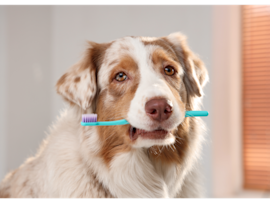 This dog with a toothbrush demonstrates prevention of dog tooth decay, bad dog teeth, and infected rotten dog tooth conditions.
